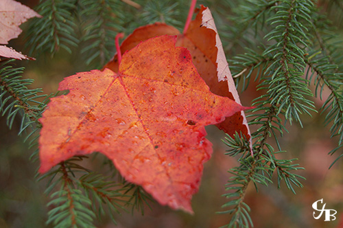 Photo: Red Maple Leaf in the BWCA in northern Minnesota. Photo by Chris J. Benson