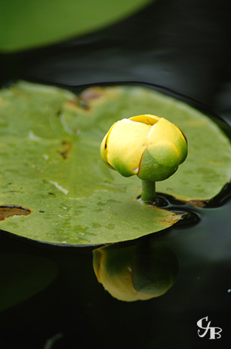 Photo: Yellow water lily in northern Minnesota. Photo by Chris J. Benson
