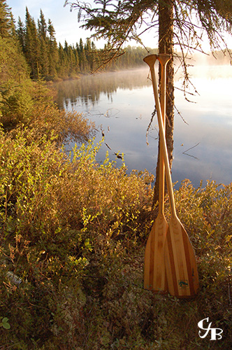 Photo: Paddles leaning against a tree near a lake in Minnesota at sunrise. Photo by Chris J. Benson