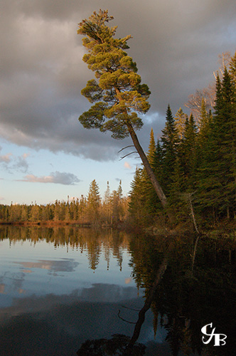Photo: White pine tree on the shore of a trout lake in northern Minnesota. Photo by Chris J. Benson