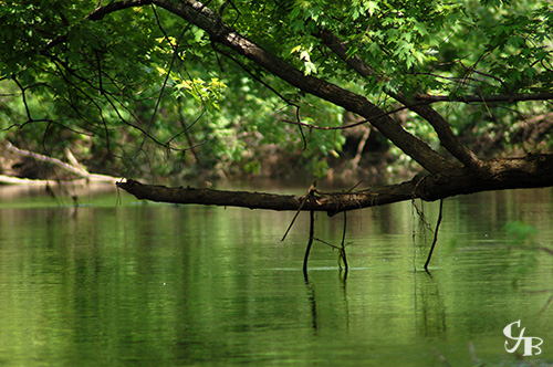 Photo: Tree overhanging the St. Louis River in northern Minnesota. Photo by Chris J. Benson