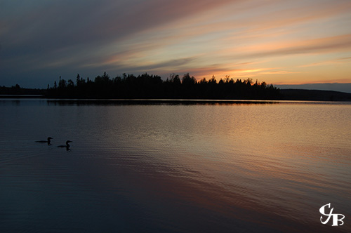 Photo: Loons on a lake at sunset in the BWCA in northern Minnesota. Photo by Chris J. Benson