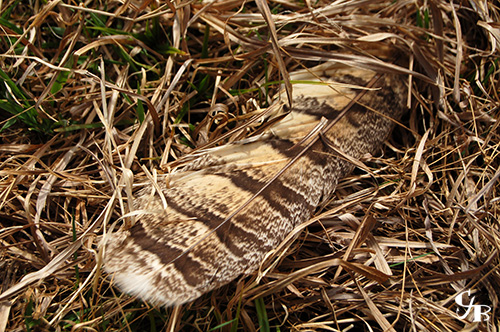 Photo: Grouse feather in the grass in northern Minnesota. Photo by Chris J. Benson
