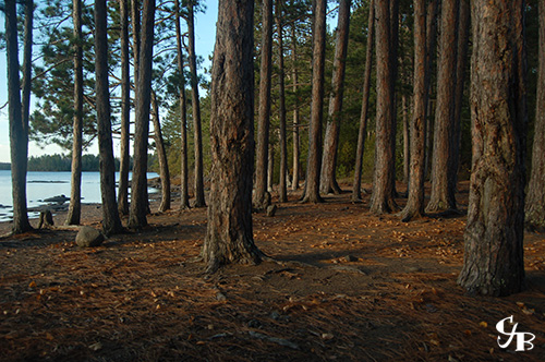 Photo: Red pines on the shore of a BWCA lake in northern Minnesota. Photo by Chris J. Benson