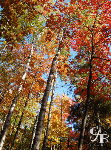 Photo: Fall colors in northern Minnesota. Photo by Chris J. Benson